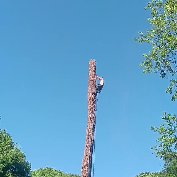 Arborist climbing a tall bare, dead tree trunk during a removal